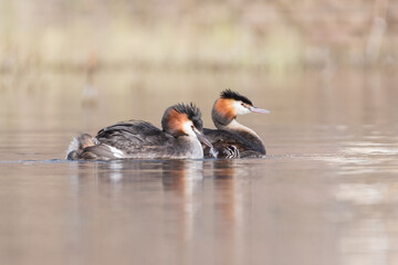 Great crested grebe feeds its young a feather.

The parents feed the young grebe feathers to protect the stomach.
The feather and the fisbones together form a ball, which he later vomits out.