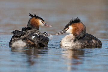 Great crested grebe feeds its young a feather.

The parents feed the young grebe feathers to protect the stomach.
The feather and the fisbones together form a ball, which he later vomits out.
