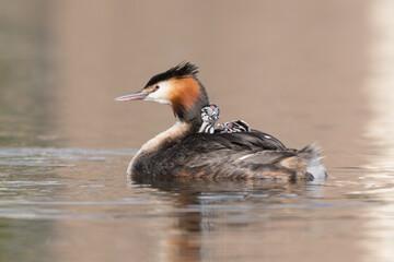 Great crested grebe (Podiceps cristatus) swims in natural habitat with her chicks nice and warm between her feathers.

Photographed in the Netherlands.