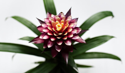 Close-up of beautiful purple bromelia flower with green leaves on white background. Top view photo.