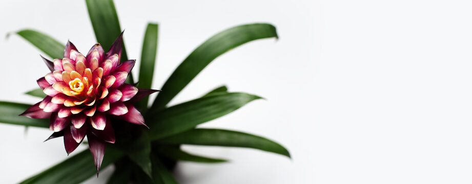 Close-up of beautiful purple bromelia flower with green leaves on white background with copy space. Panoramic banner top view.