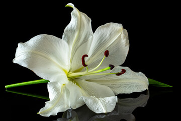 White lily flower on a black background. Close up shots.