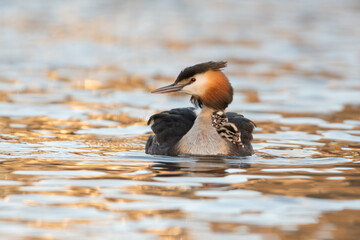 Great crested grebe (Podiceps cristatus) swims in natural habitat with her chicks nice and warm between her feathers.

Photographed in the Netherlands.
