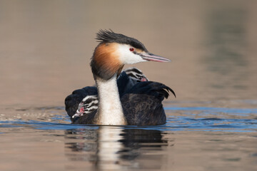 Great crested grebe (Podiceps cristatus) swims in natural habitat with her chicks nice and warm between her feathers.

Photographed in the Netherlands.