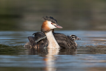 Great crested grebe (Podiceps cristatus) swims in natural habitat with her chicks nice and warm between her feathers.

Photographed in the Netherlands.