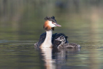 Great crested grebe (Podiceps cristatus) swims in natural habitat with her chicks.

Photographed in the Netherlands.