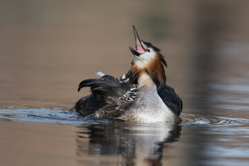 Great crested grebe (Podiceps cristatus) swims in natural habitat with her chicks nice and warm between her feathers.

Photographed in the Netherlands.