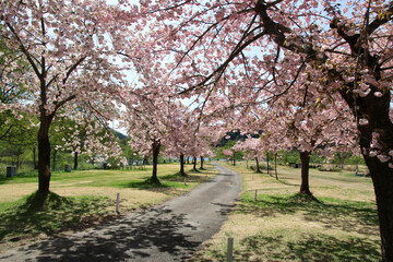 白川ダム湖岸公園の八重桜（山形県・飯豊町）