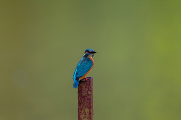 Common Kingfisher, (Alcedo atthis) in its natural habitat.