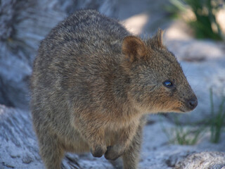 野生のクオッカワラビー　パースのロットネストアイランドにて