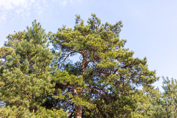 Obraz premium Green pine branches in the park.