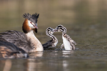 Two young Great crested grebes (Podiceps cristatus) are playing around.

Photographed in the Netherlands.