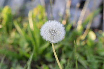 Dandelion with weedy background
