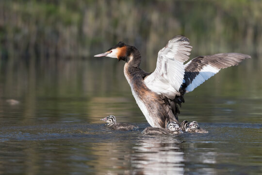 Great crested grebe (Podiceps cristatus) throw all her young off his back.

Photographed in the Netherlands.