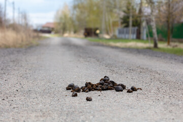 Horse droppings on the road.