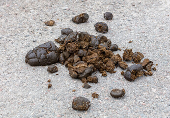 Horse droppings on the road.