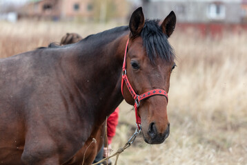 Obraz premium Horse portrait in the pasture. Animal close u