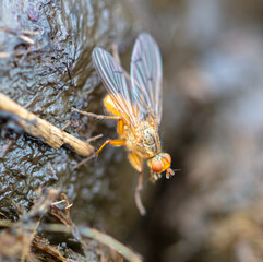 Yellow fly on animal excrement.