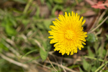 Spring flower of a yellow dandelion.