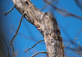 Red Bellied Woodpecker