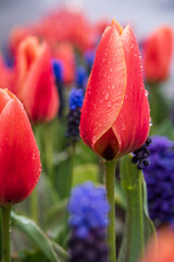 Rote Tulpen im Blumenfeld. Rote Tulpe vor Kiesstrasse. Regentropfen auf roter Tulpe.