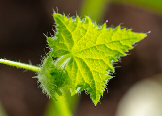 Close-up of a cucumber plant.