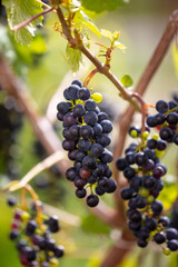 Black berries of grapes on a plant