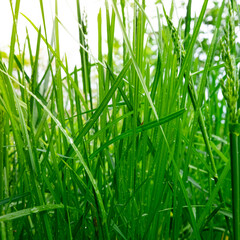Water drops on fresh green grass background. Green grass background.