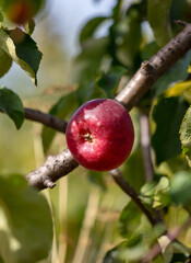 Ripe apples on a tree branch.