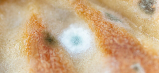Close-up of mold on bread as background.