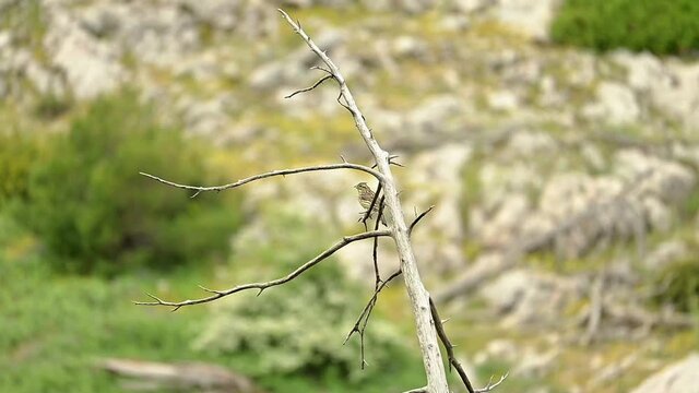 Footage of a female Cirl bunting bird resting on a tree.