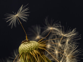 Dandy Lion with Black Ant