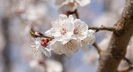 White flowers on an apricot tree in spring.