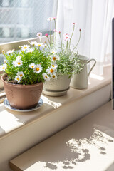 窓辺に咲く鉢植えの花と影