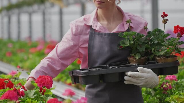 Close up o hands woman happily works in industrial greenhouse. Agricultural engineer holds box with flowers.