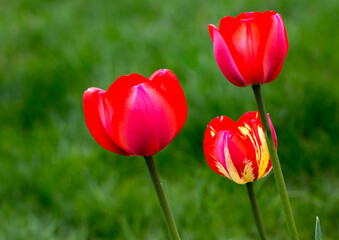 Tulips.
 On the right in the picture is a Tulip of the Triumph class. It has a double color. The flower is shaped like a wine glass.