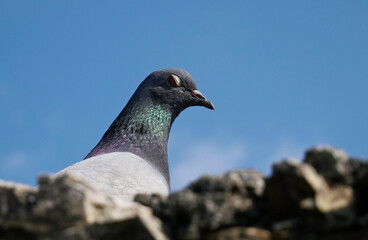 A pigeon on the stones of a ruined building