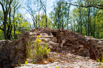 Old ruins in the green forest side
