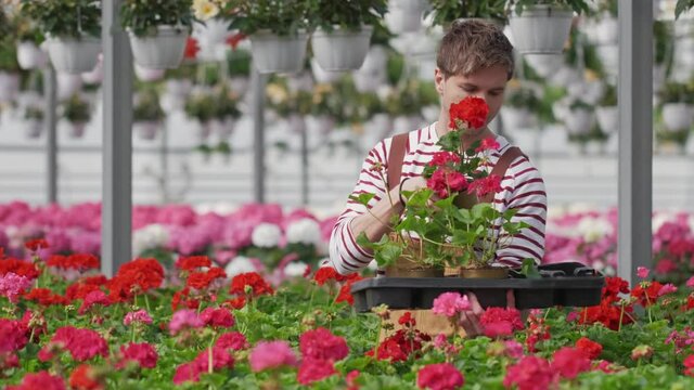 Handsome caucasian male gardener in uniform carrying plants geranium flowers in boxes in orangery or greenhouse. Working with flowers concept.