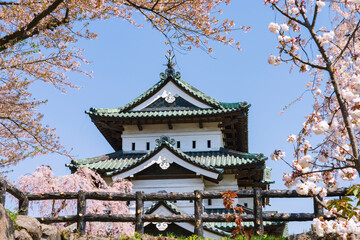 【青森県】弘前城天守と桜