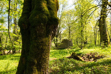 Fototapeta premium Green trees with yellow leaves in the forest