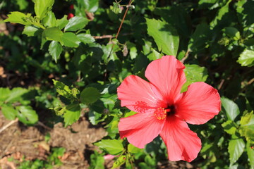 大輪のハイビスカス