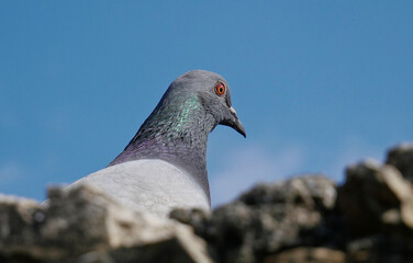 A pigeon on the stones of a ruined building