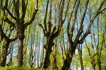 Green trees with yellow leaves in the forest