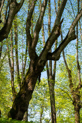 Green trees with yellow leaves in the forest