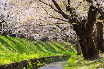 【青森県】弘前公園の桜
