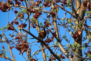Robin In The Tree, Edmonton, Alberta