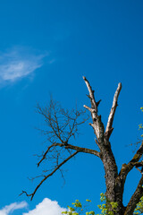Green trees with yellow leaves in the forest