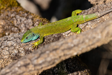 green lizard on a tree