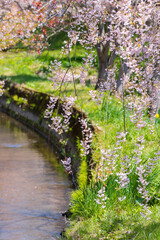 【青森県】弘前公園の桜